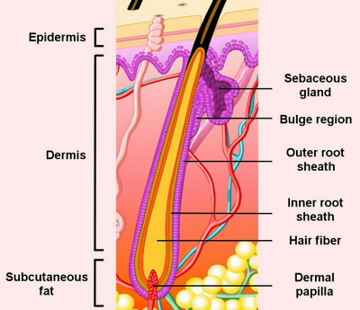 hair follicle structure and function