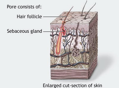 7 THINGS YOU ALWAYS WANTED TO KNOW ABOUT HAIR FOLLICLE - ▷ KERATIN HAIR  TREATMENT【KERATIN】FOR HAIR AT HOME